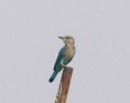 /album/photo-gallery-homepage1/indian-roller-emirates-dec-2005-jpg1/